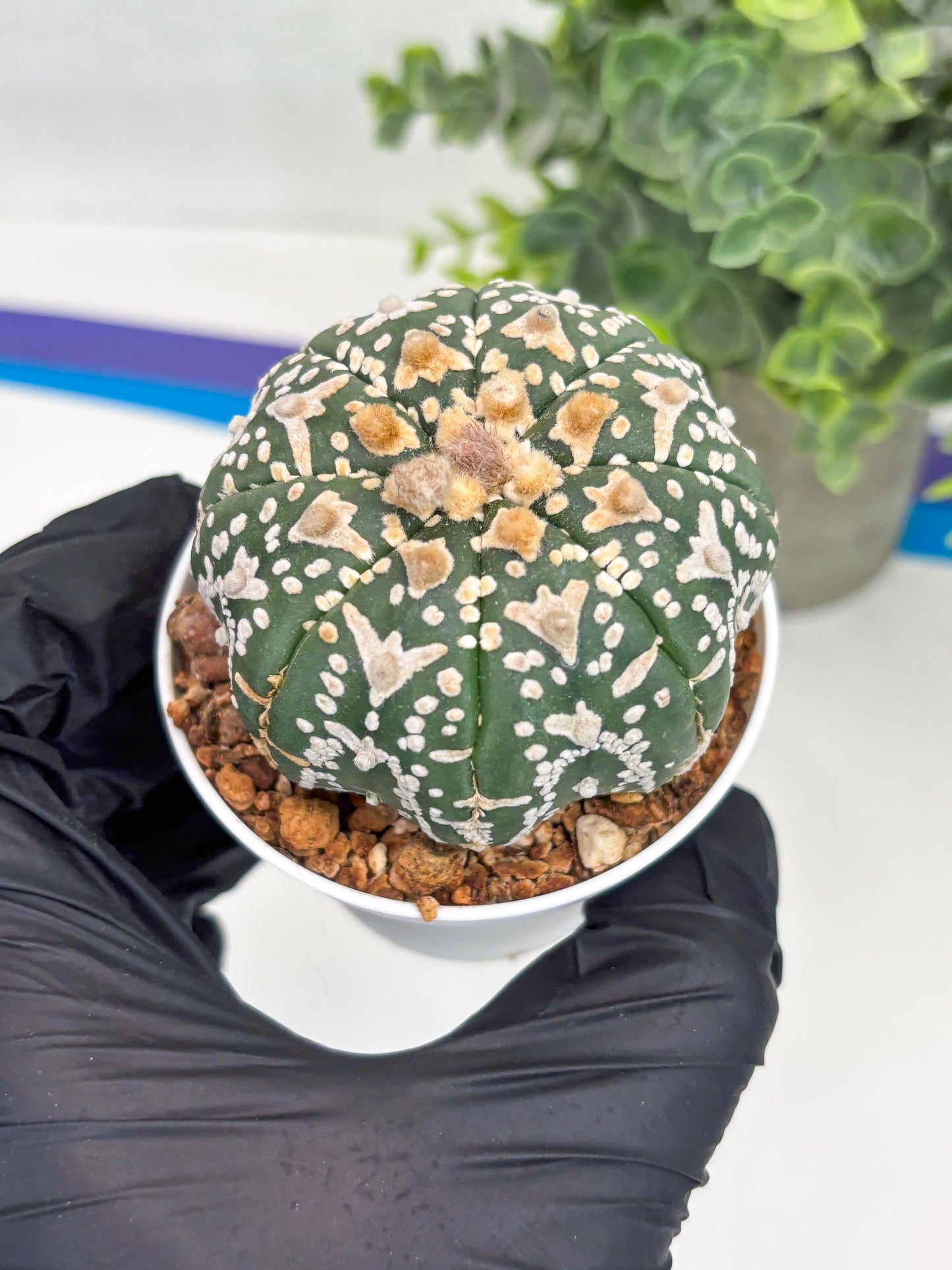 Astrophytum Super Kabuto V Type (T4) (b1) | Las Vegas Seller