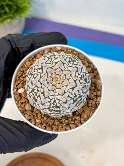 Astrophytum V Type (at2) (01) | Live Plant | Rare Collection