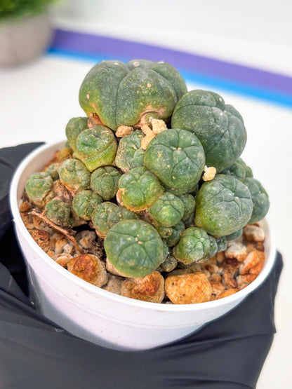 Spineless Cactus (Lo1) (p2) | For Advanced Growers