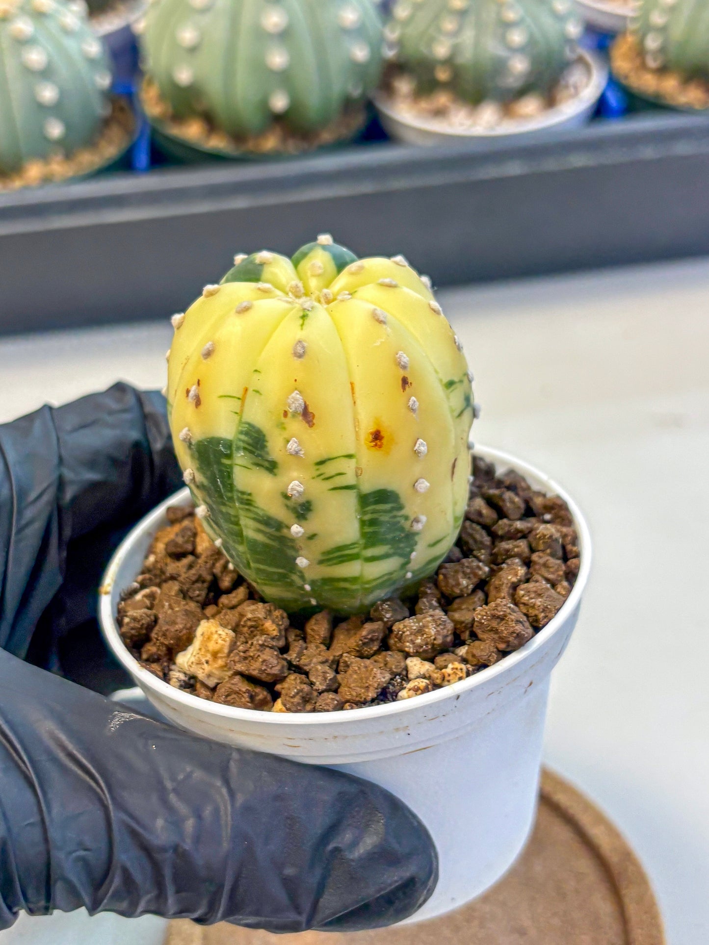 Astrophytum Variegated (at9) (02) | Rare Plant | Live Cactus