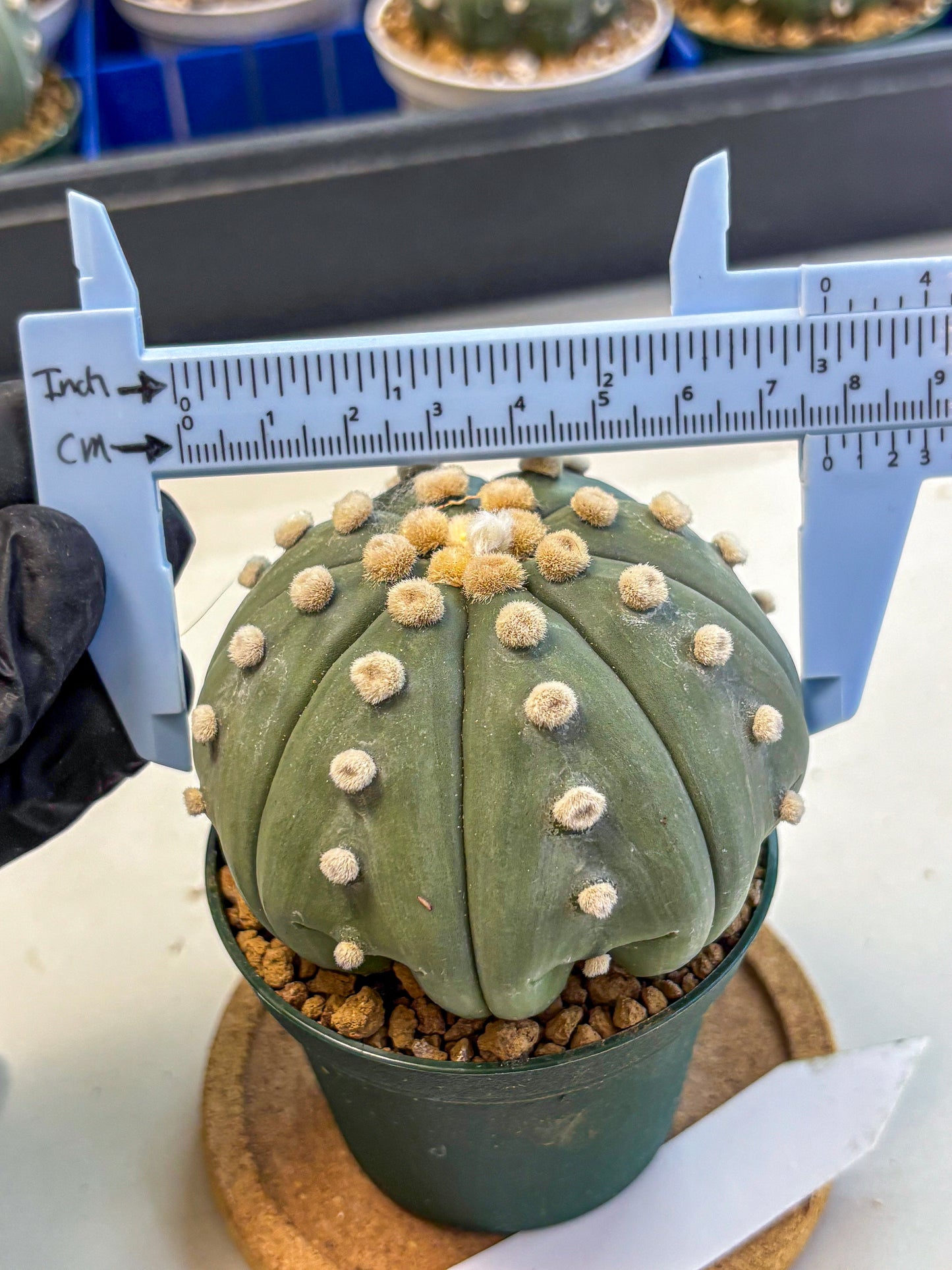 Astrophytum Oobito Nudum (at9) (15) | Cactus Plant