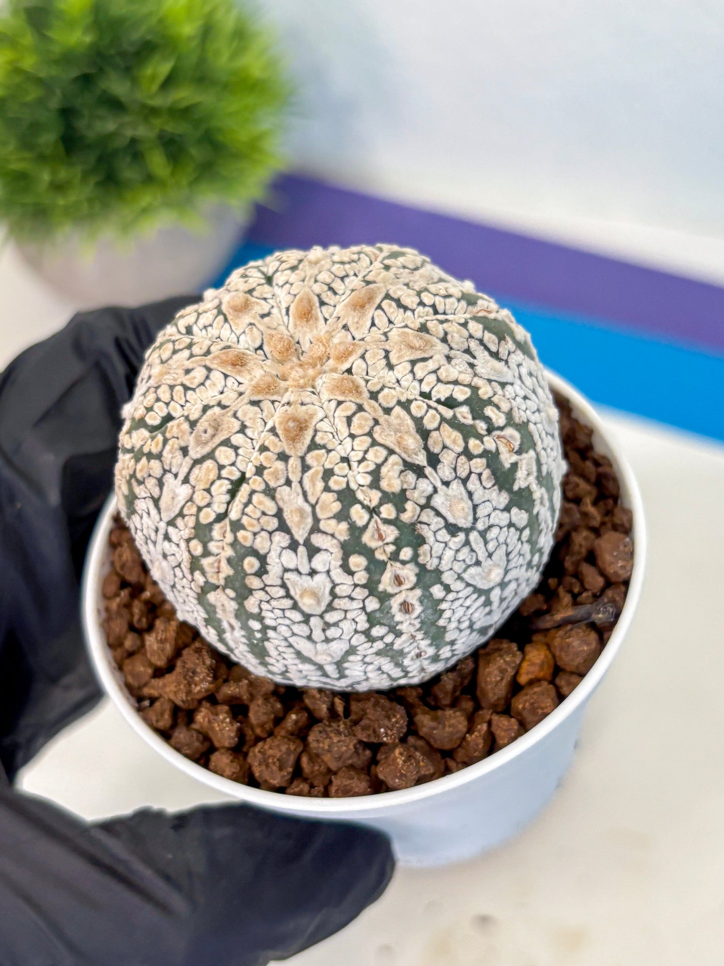 Astrophytum V Type (at5) (14) |  Sea urchin cactus