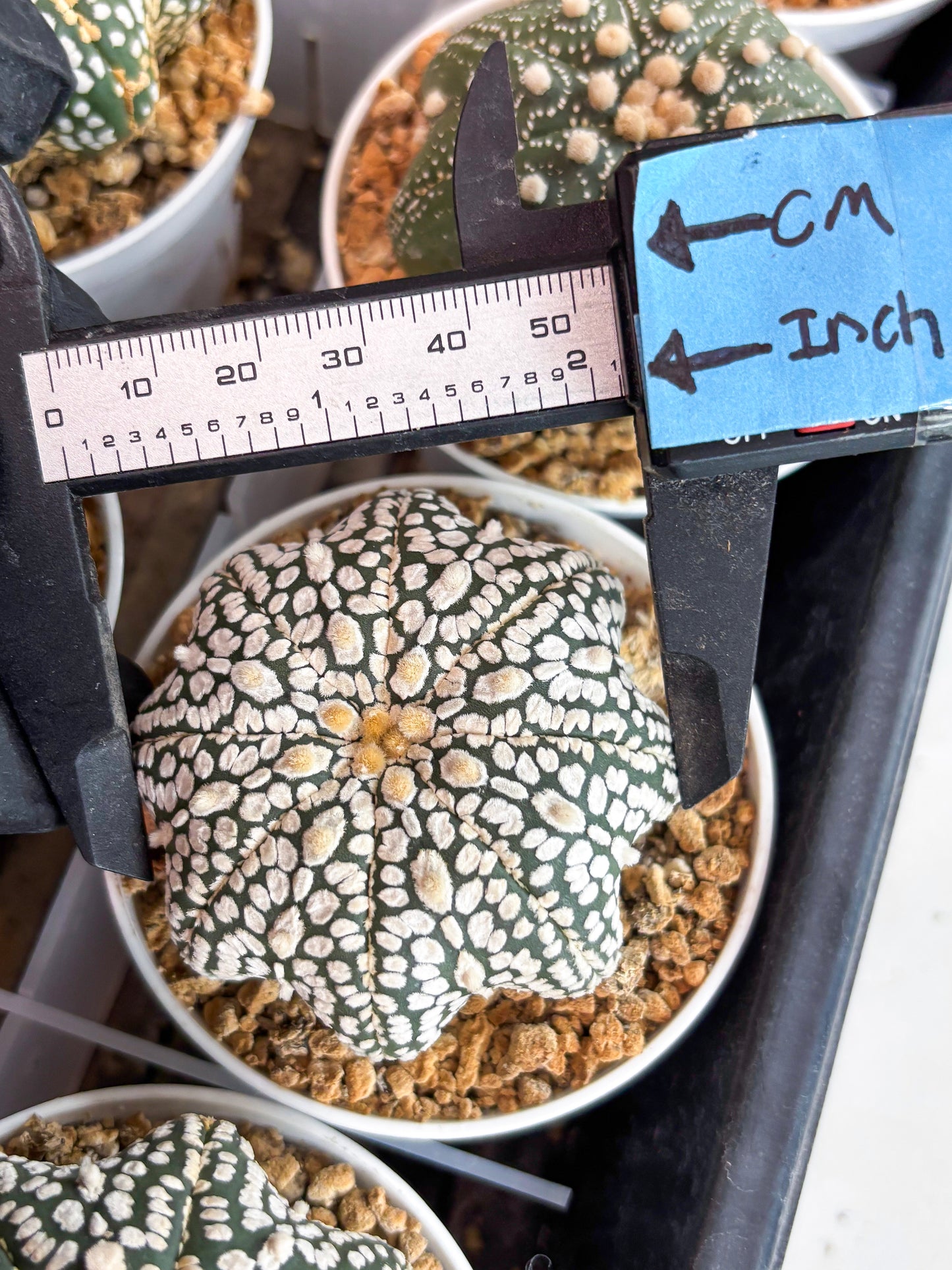 Astrophytum Star Shape (t3) (r4) | 3" Pot