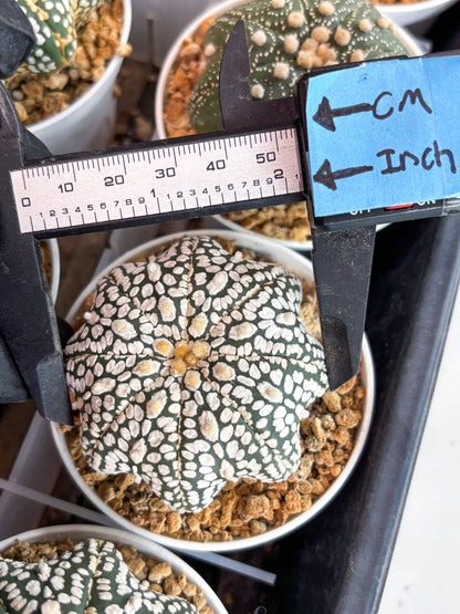 Astrophytum Star Shape (t3) (r4) | 3" Pot