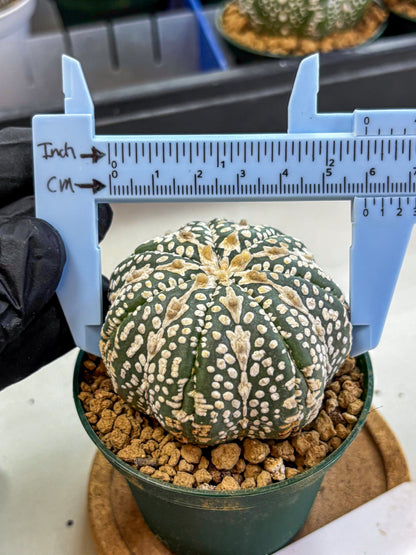 Astrophytum V Type (at2) (15) | Live Plant | Rare Collection