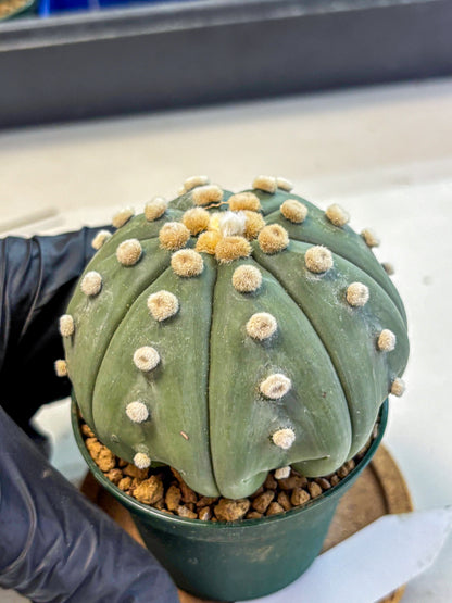 Astrophytum Oobito Nudum (at9) (15) | Cactus Plant