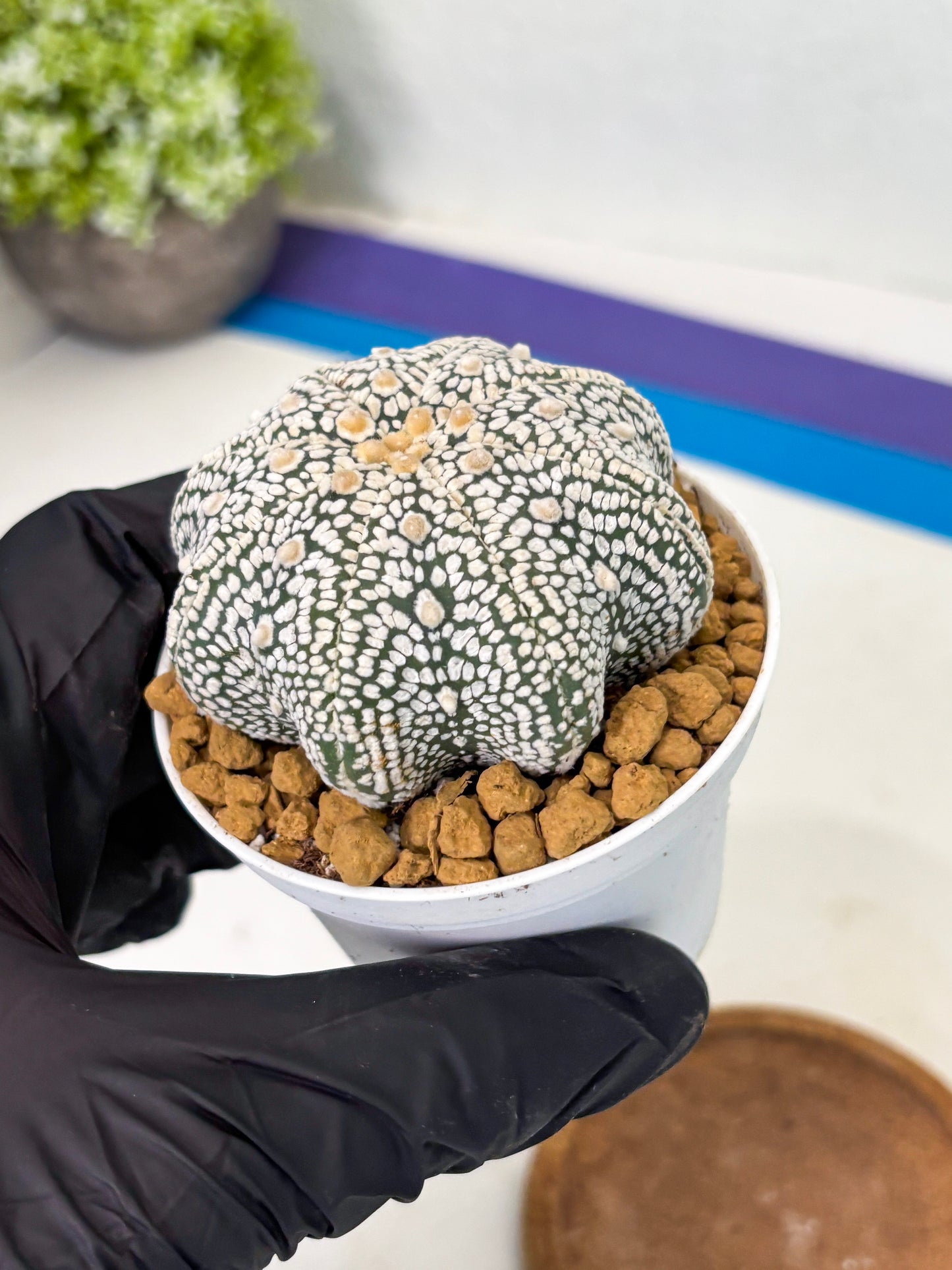 Astrophytum Star Shape (at2) (g2) | Japanese Import