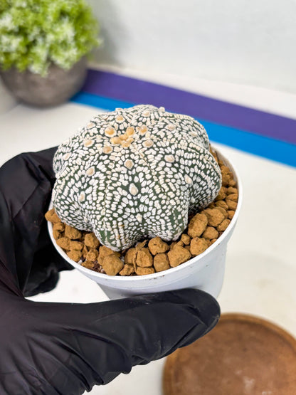 Astrophytum Star Shape (at2) (g2) | Japanese Import