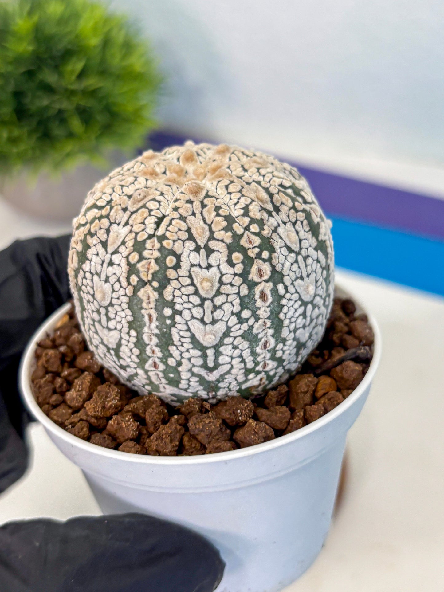 Astrophytum V Type (at5) (14) |  Sea urchin cactus