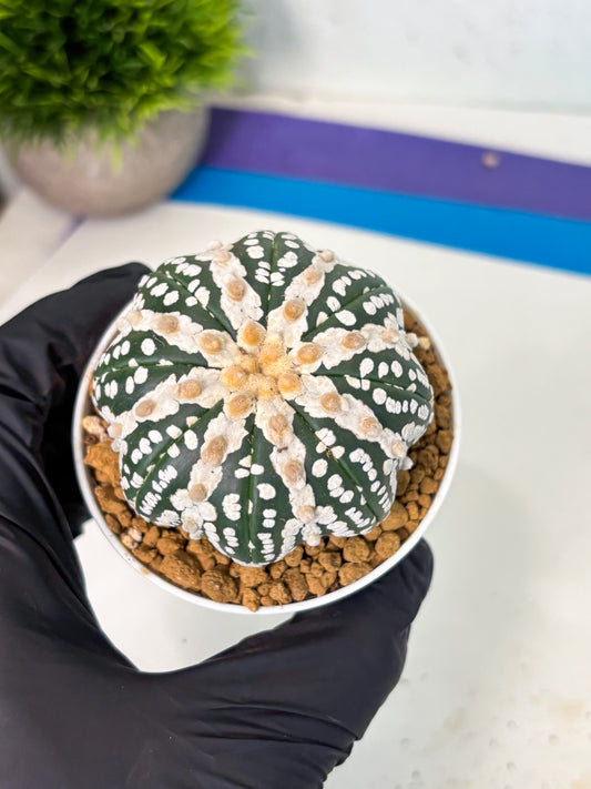 Astrophytum V-Type (at5) (y5) | Rare imported Plant