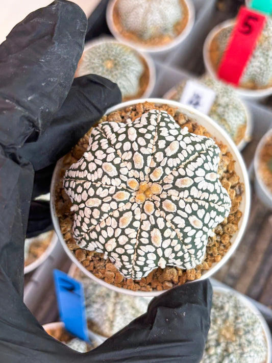 Astrophytum Star Shape (t3) (r4) | 3" Pot