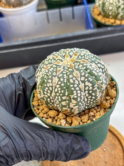 Astrophytum V Type (at2) (15) | Live Plant | Rare Collection