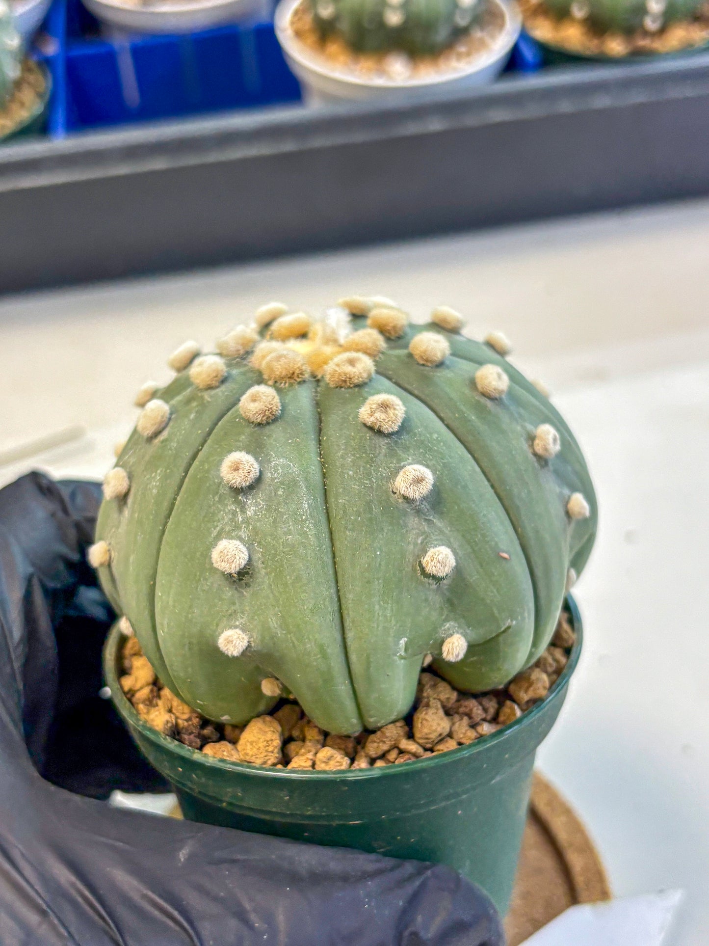 Astrophytum Oobito Nudum (at9) (15) | Cactus Plant