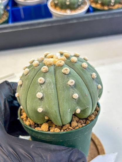Astrophytum Oobito Nudum (at9) (15) | Cactus Plant