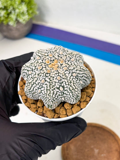 Astrophytum Star Shape (at2) (g2) | Japanese Import