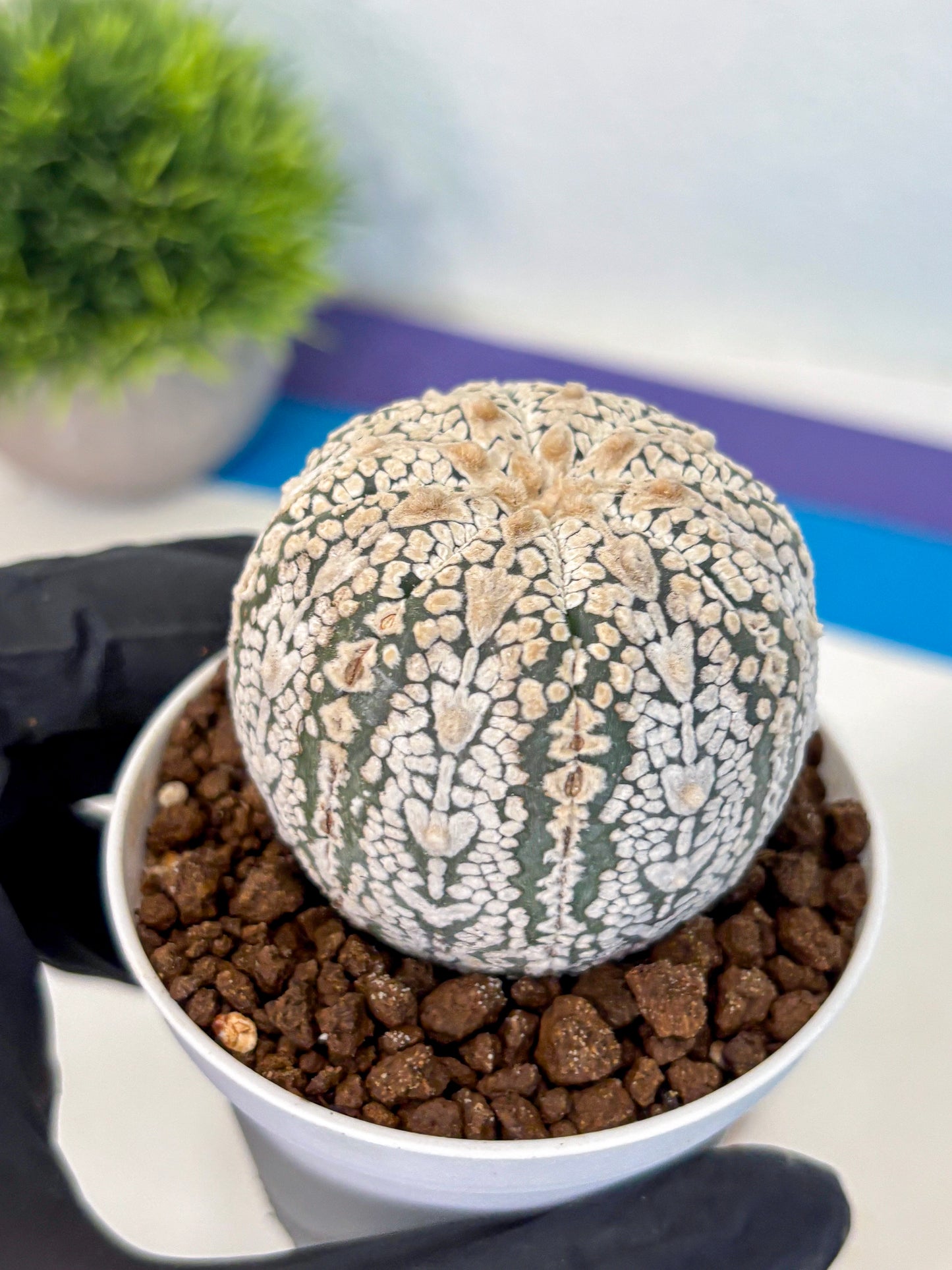 Astrophytum V Type (at5) (14) |  Sea urchin cactus