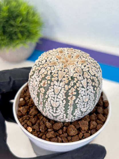 Astrophytum V Type (at5) (14) |  Sea urchin cactus