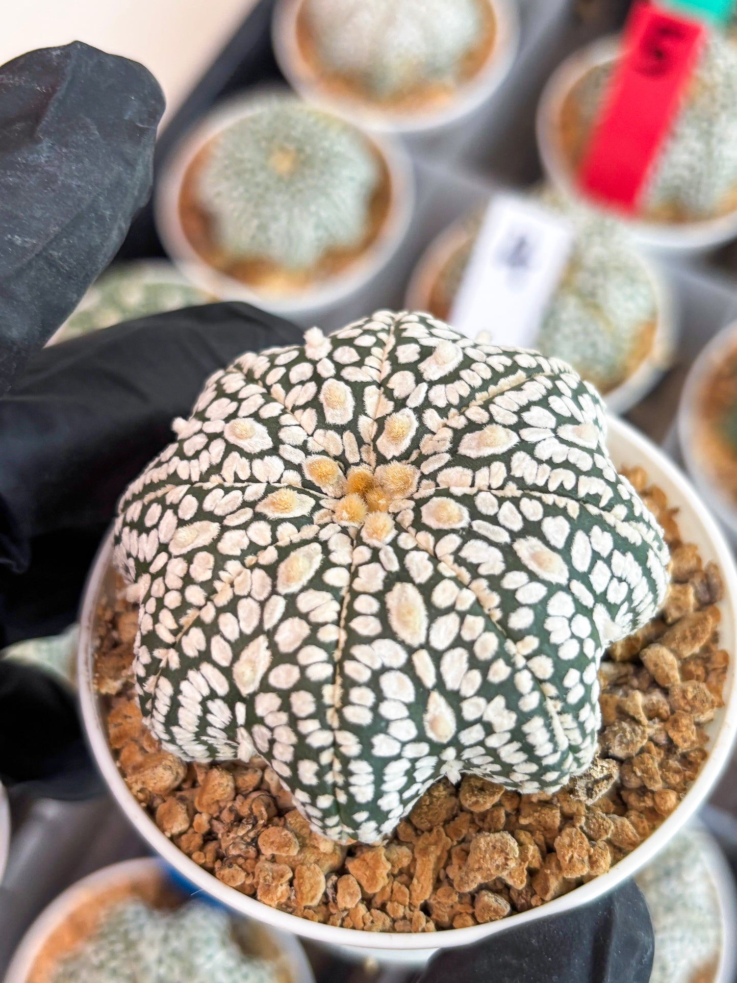 Astrophytum Star Shape (t3) (r4) | 3" Pot
