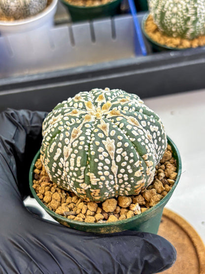 Astrophytum V Type (at2) (15) | Live Plant | Rare Collection