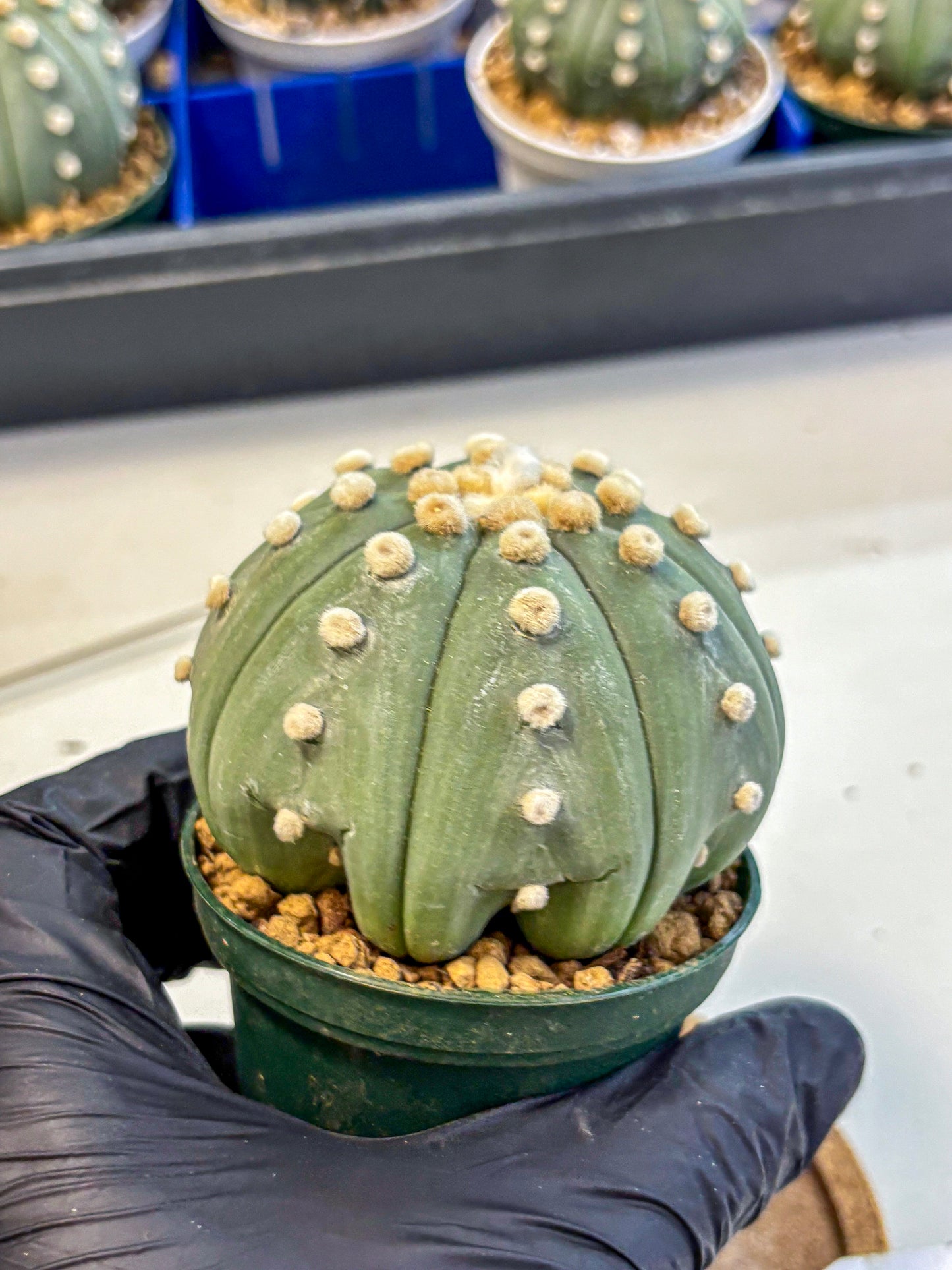Astrophytum Oobito Nudum (at9) (15) | Cactus Plant