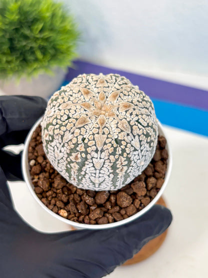 Astrophytum V Type (at5) (14) |  Sea urchin cactus