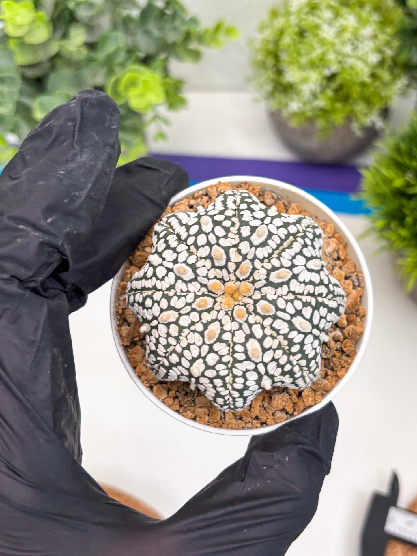 Astrophytum Star Shape (t3) (r4) | 3" Pot