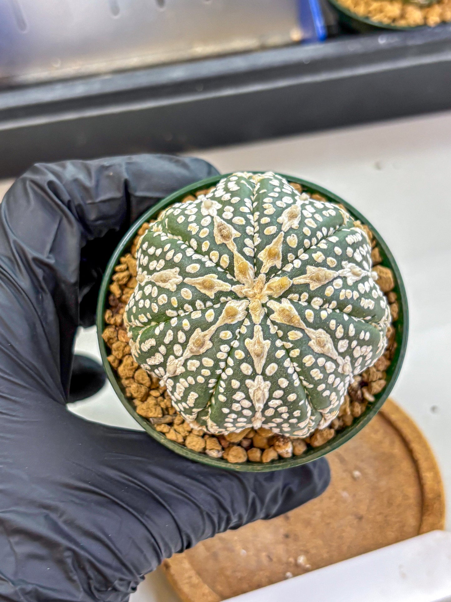 Astrophytum V Type (at2) (15) | Live Plant | Rare Collection