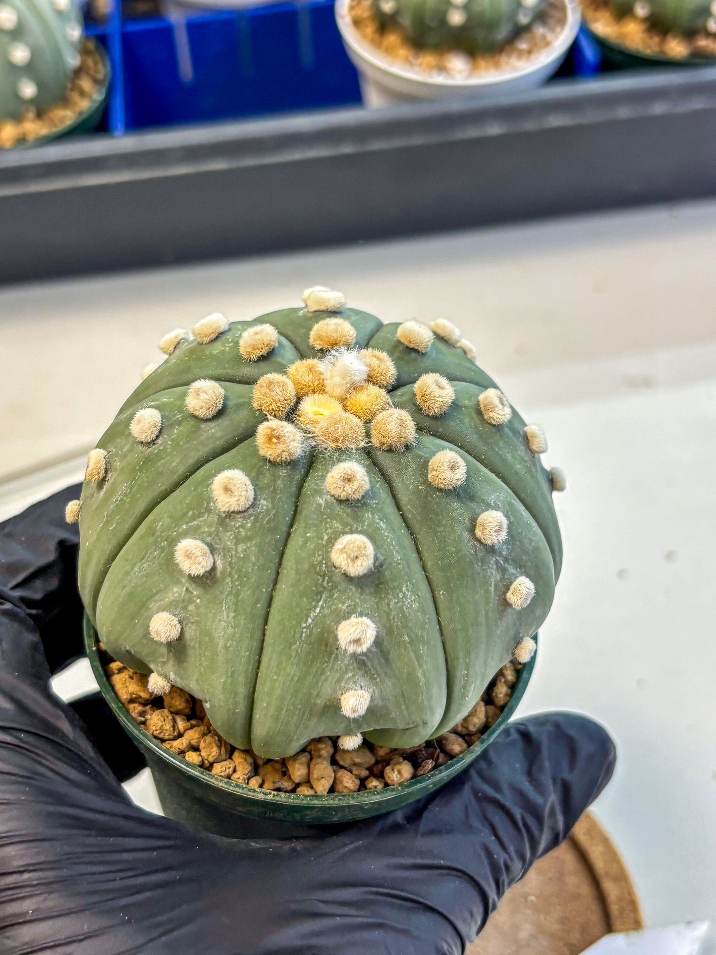 Astrophytum Oobito Nudum (at9) (15) | Cactus Plant