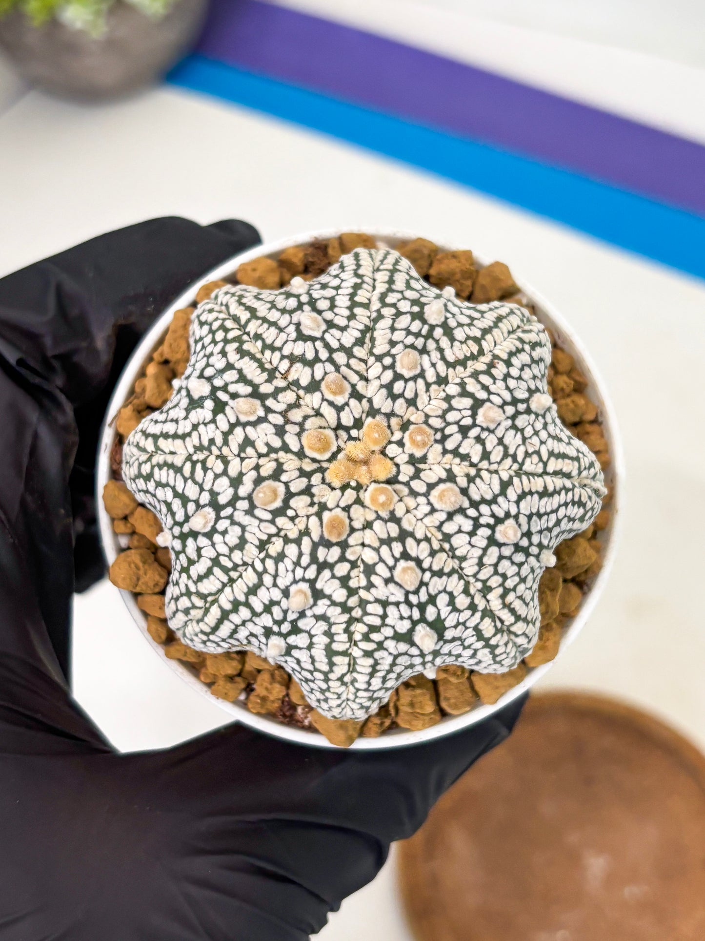 Astrophytum Star Shape (at2) (g2) | Japanese Import