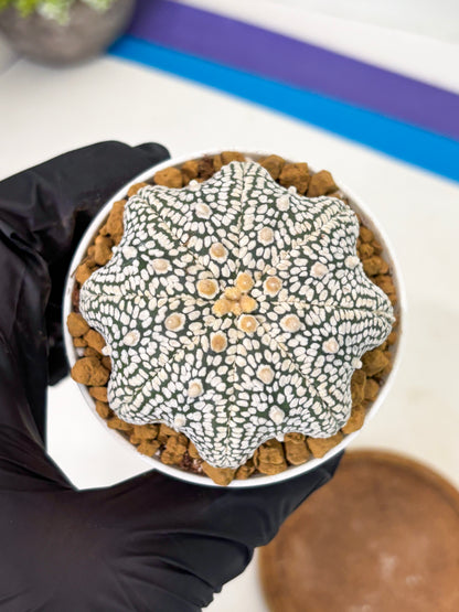 Astrophytum Star Shape (at2) (g2) | Japanese Import