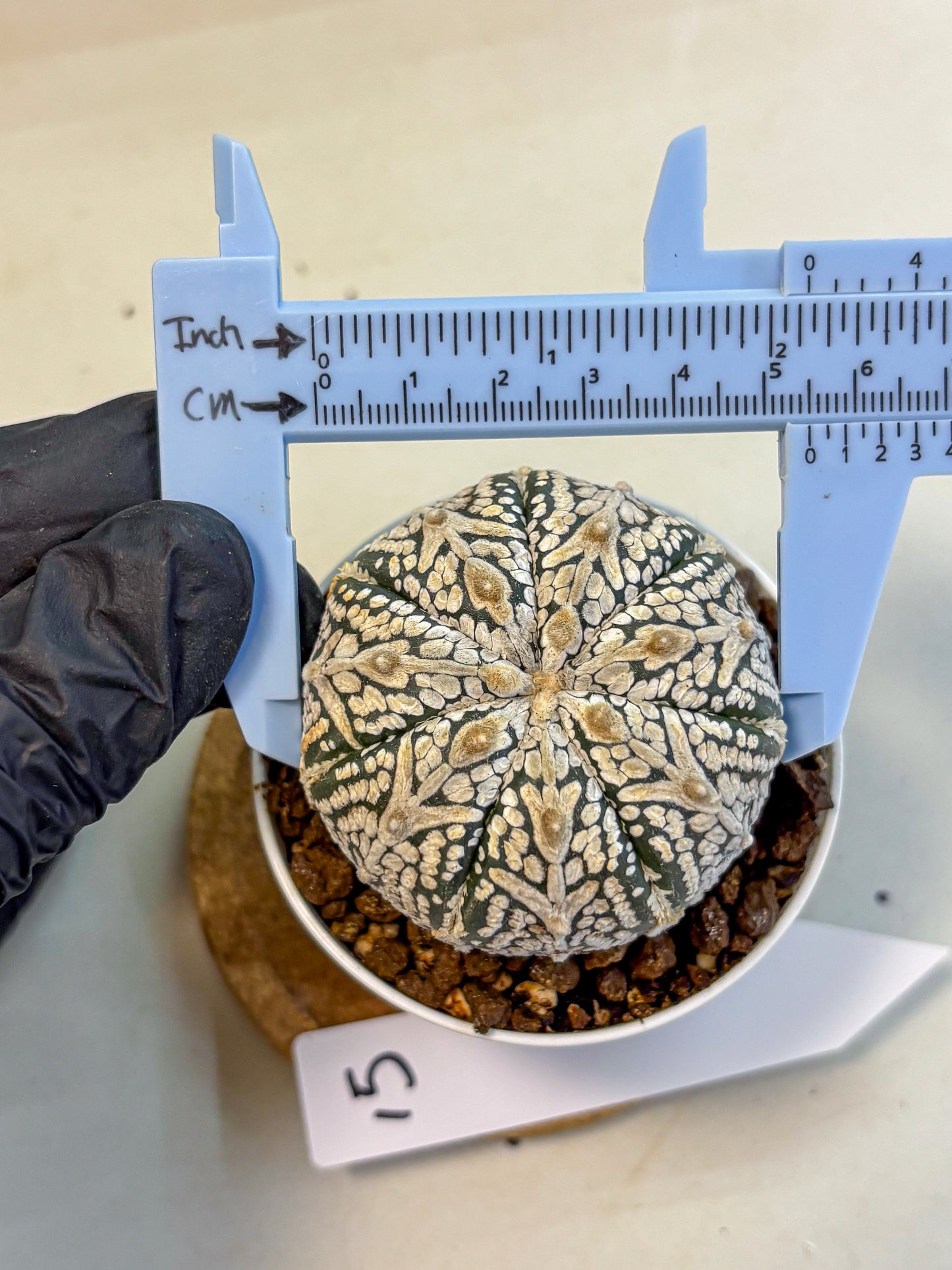 Astrophytum V Type (at5) (15) |  Sea urchin cactus