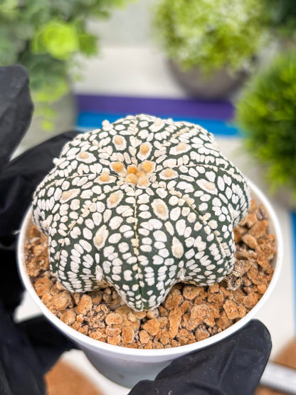 Astrophytum Star Shape (t3) (r4) | 3" Pot