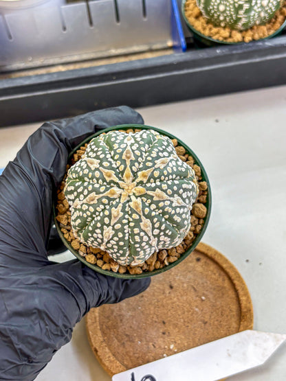 Astrophytum V Type (at2) (15) | Live Plant | Rare Collection