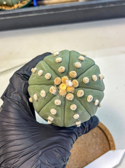 Astrophytum Oobito Nudum (at9) (15) | Cactus Plant