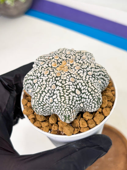 Astrophytum Star Shape (at2) (g2) | Japanese Import