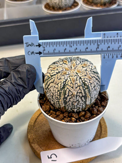 Astrophytum V Type (at5) (15) |  Sea urchin cactus