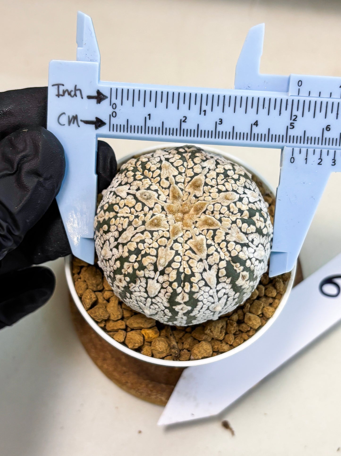 Astrophytum V-Type (at5) (y6) | Rare imported Plant