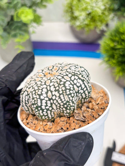 Astrophytum Star Shape (t3) (r4) | 3" Pot
