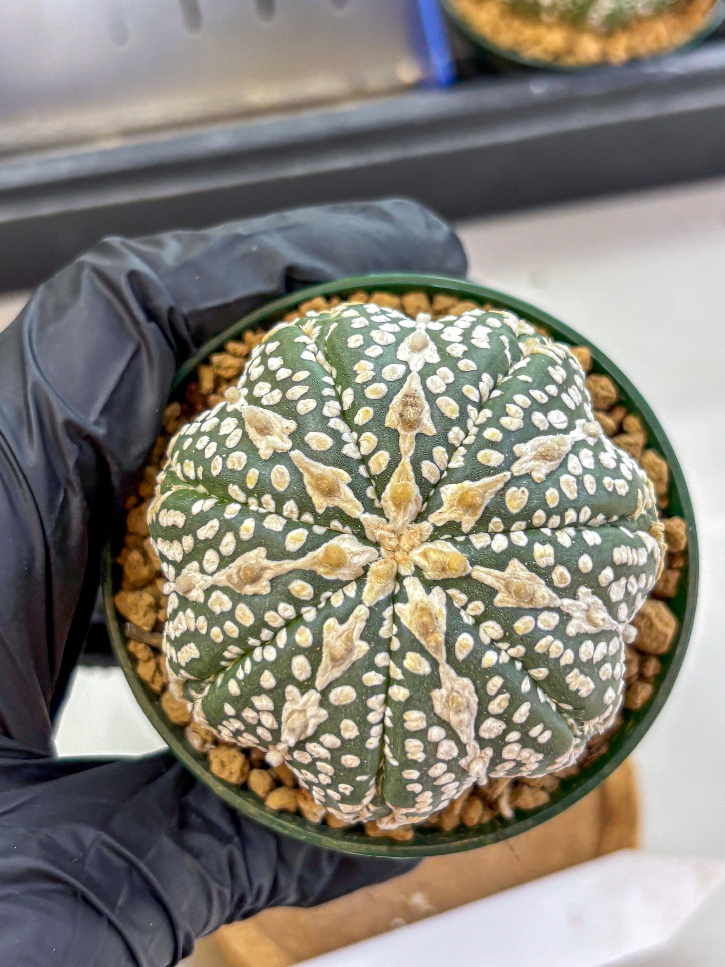 Astrophytum V Type (at2) (15) | Live Plant | Rare Collection