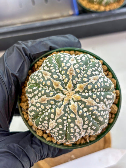 Astrophytum V Type (at2) (15) | Live Plant | Rare Collection