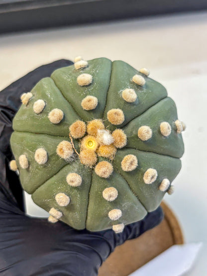 Astrophytum Oobito Nudum (at9) (15) | Cactus Plant