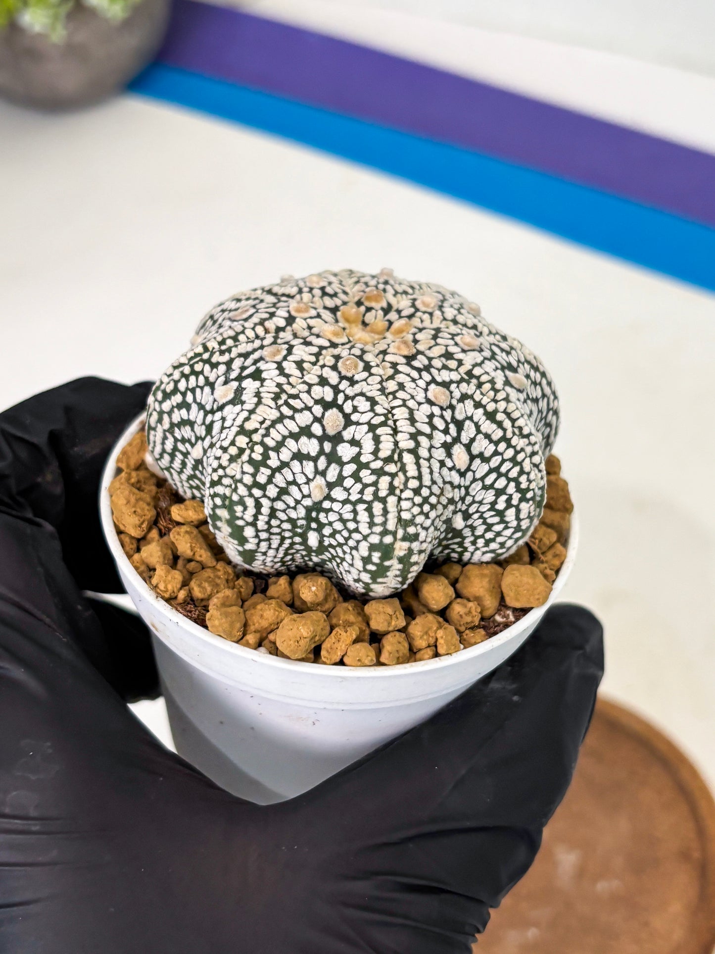 Astrophytum Star Shape (at2) (g2) | Japanese Import