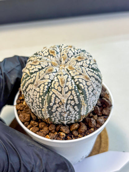 Astrophytum V Type (at5) (15) |  Sea urchin cactus