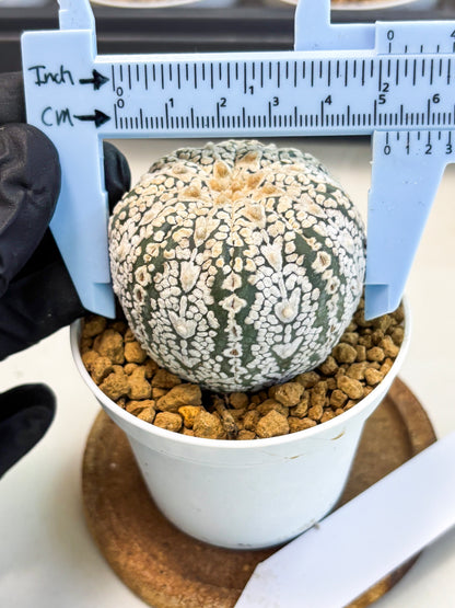 Astrophytum V-Type (at5) (y6) | Rare imported Plant