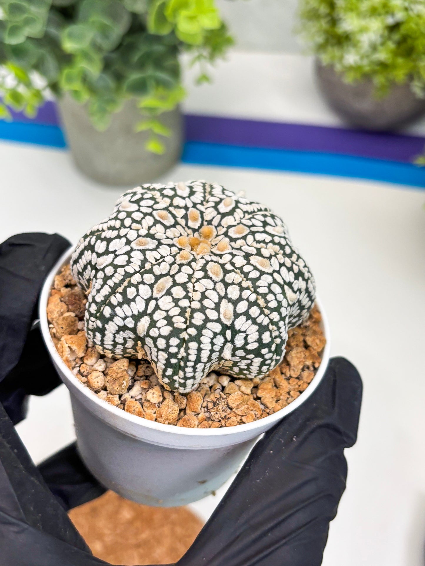 Astrophytum Star Shape (t3) (r4) | 3" Pot