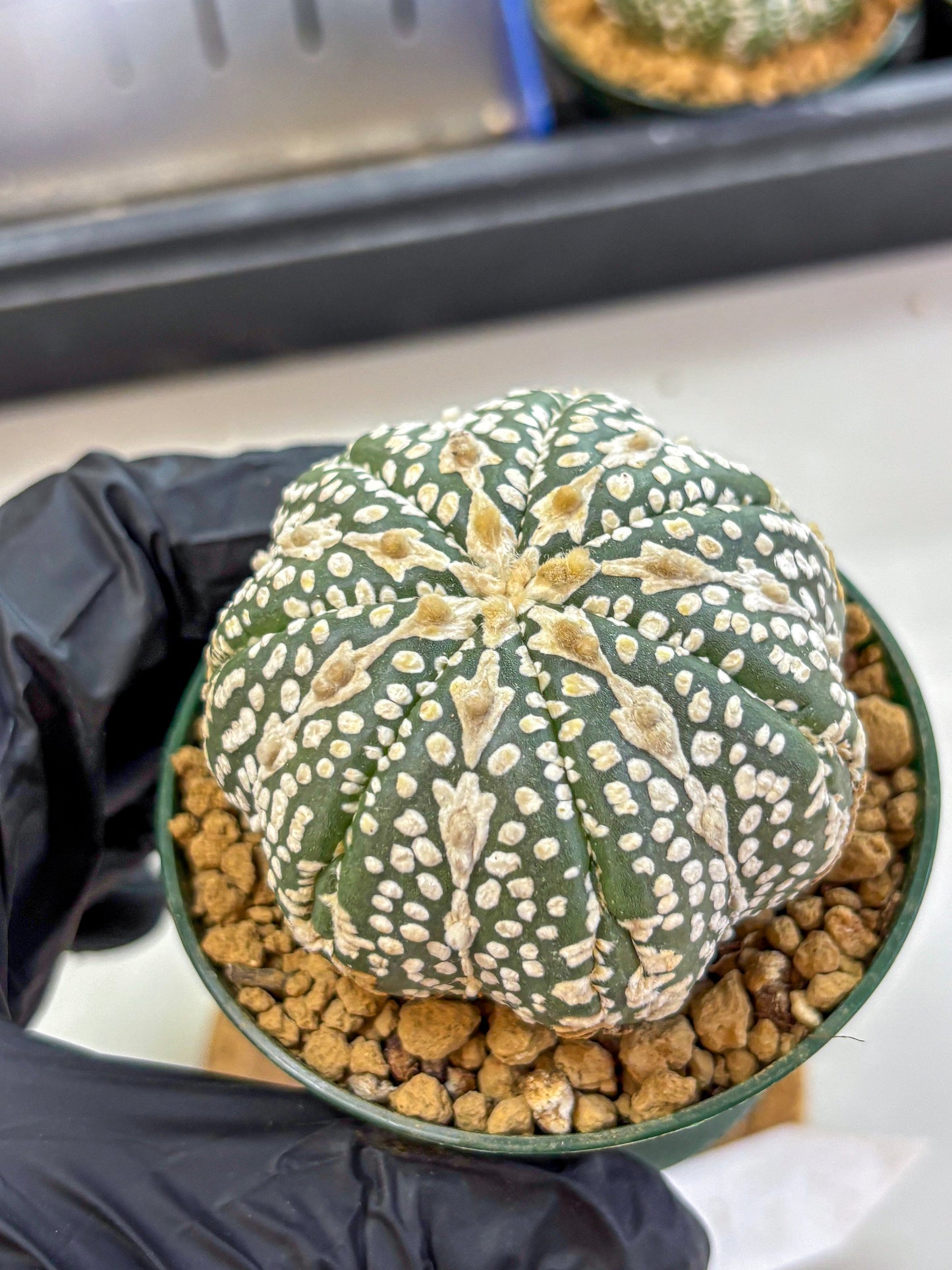 Astrophytum V Type (at2) (15) | Live Plant | Rare Collection