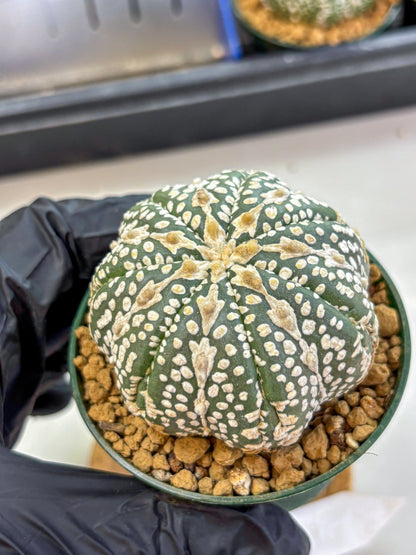 Astrophytum V Type (at2) (15) | Live Plant | Rare Collection