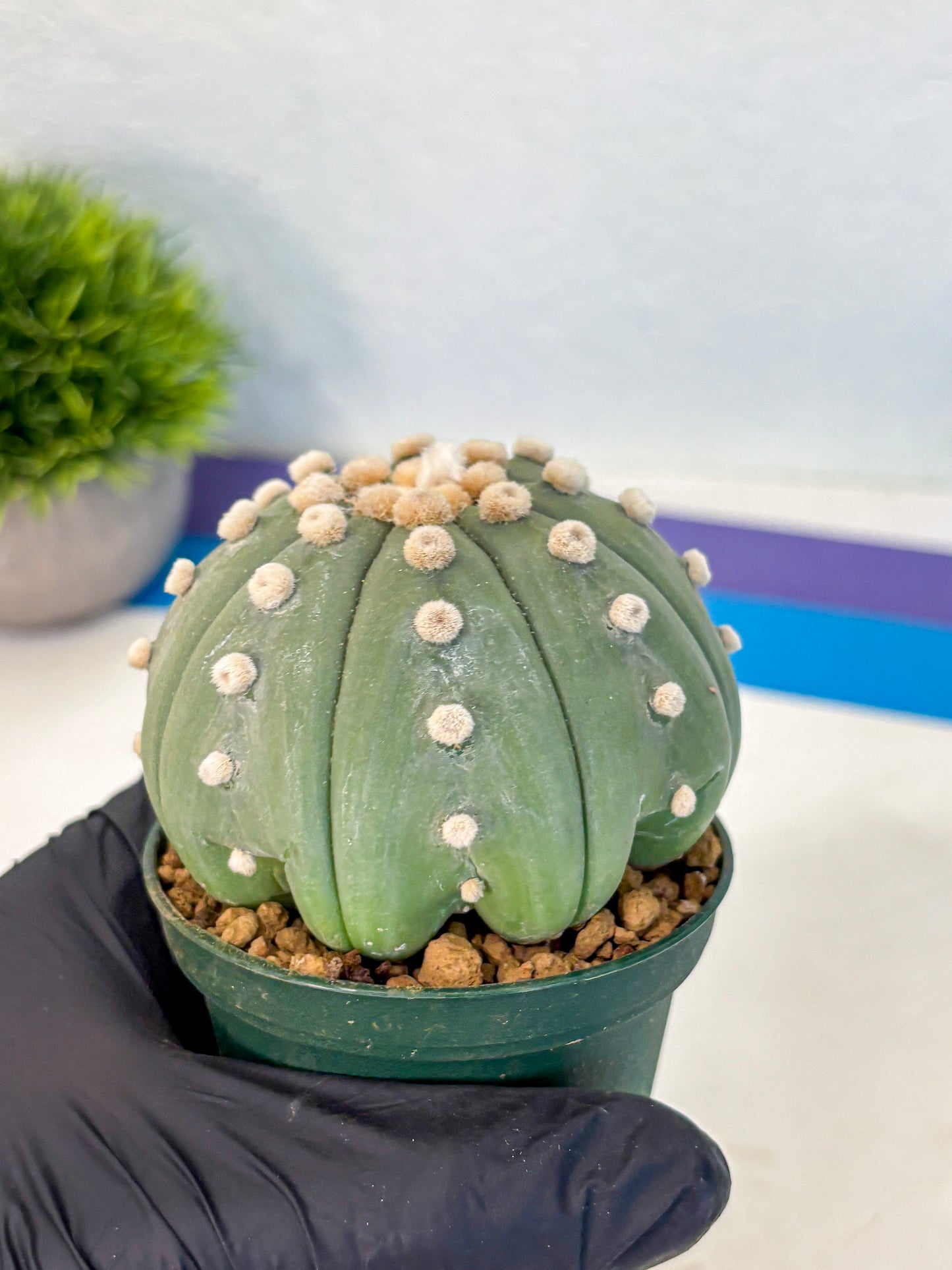 Astrophytum Oobito Nudum (at9) (15) | Cactus Plant