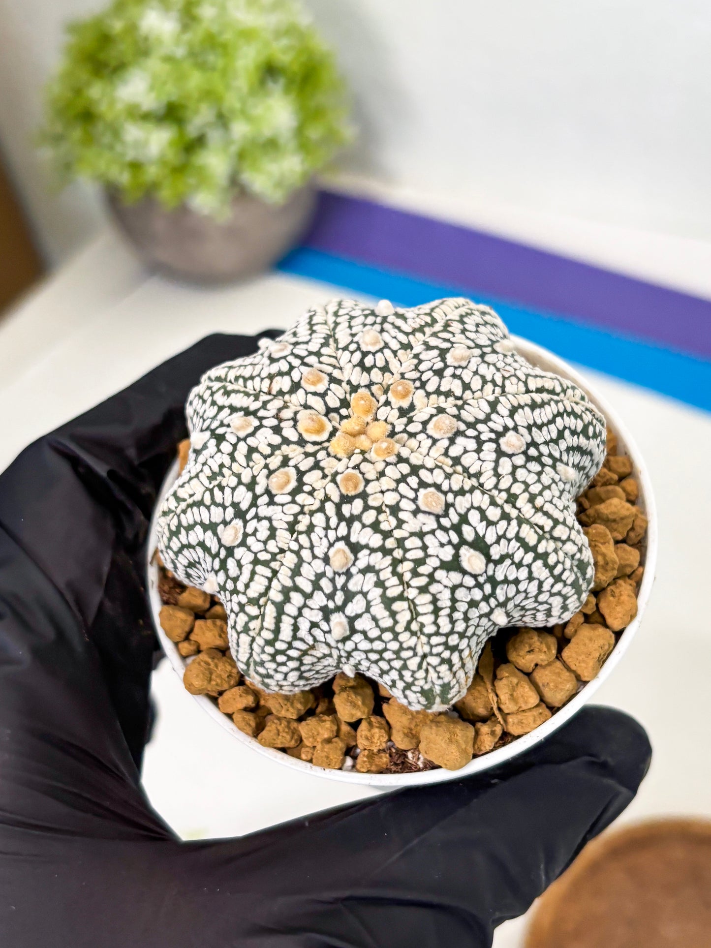 Astrophytum Star Shape (at2) (g2) | Japanese Import
