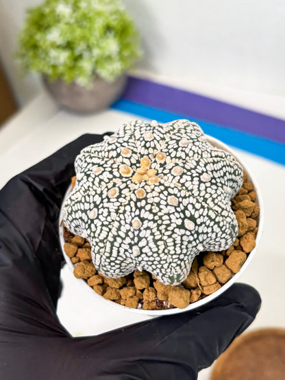 Astrophytum Star Shape (at2) (g2) | Japanese Import